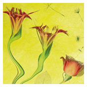 Affiche fête des plantes